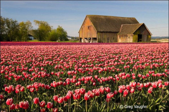 Roozengaarde tulip field, Skagit Valley, Washington